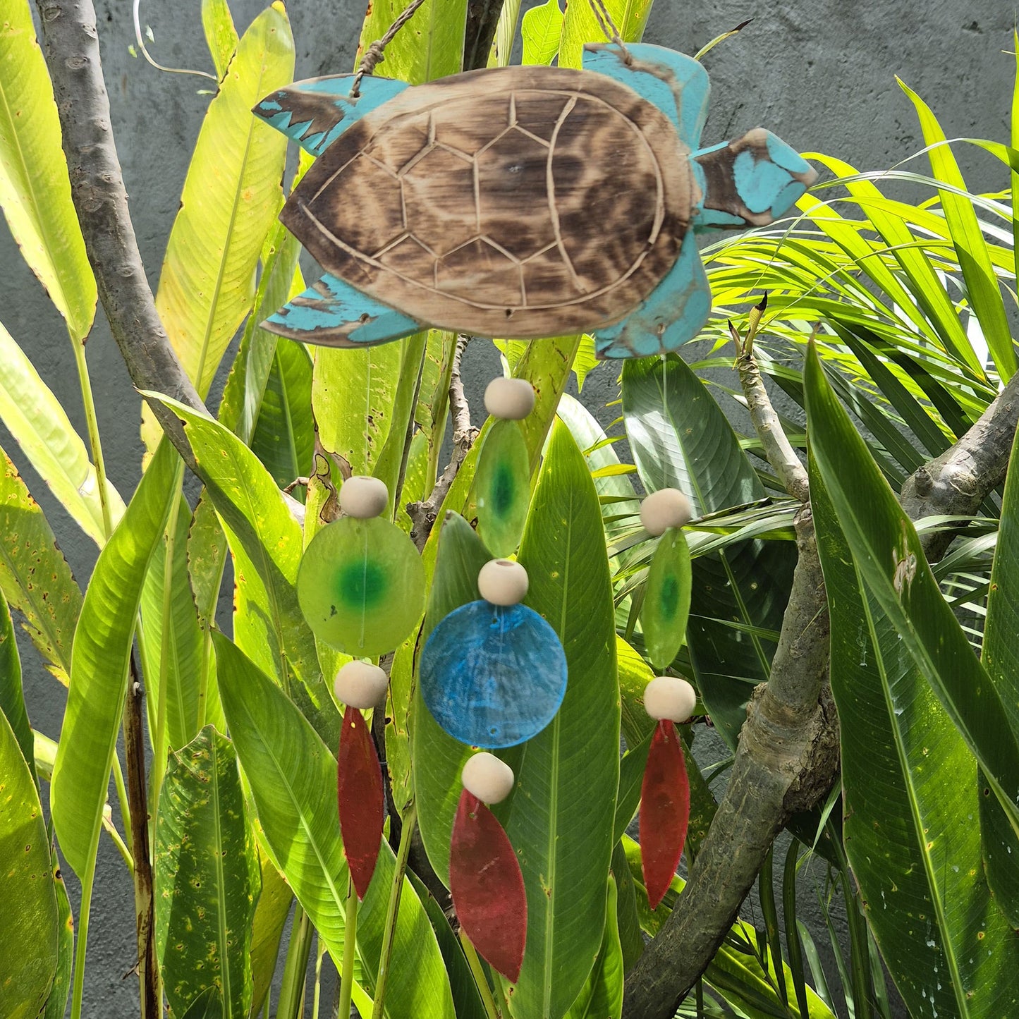 Aqua Turtle Carving und Copis Drop